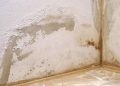 How a Small Leak Turns Into a Mold Problem Hour by Hour